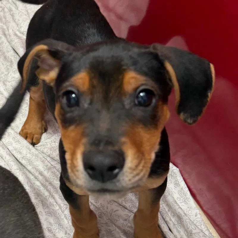 A baby medium-sized male Mixed Breed dog named Paulie for adoption in Hampton Bays, NY