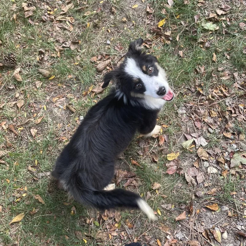 A baby medium-sized male Australian Shepherd dog named Tucker for adoption in Northville, MI
