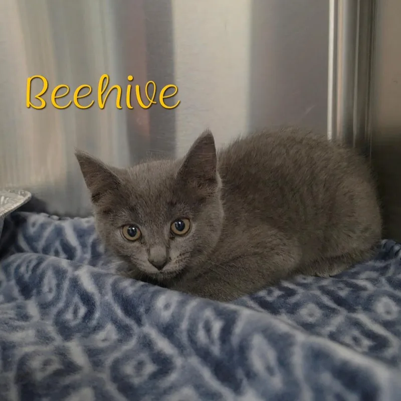 A baby small-sized female Gray / Blue / Silver Domestic Short Hair cat named Beehive for adoption in Parkersburg, WV