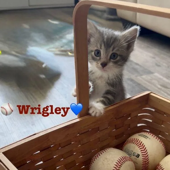 A baby medium-sized male Tabby (Gray / Blue / Silver) Domestic Short Hair cat named Wrigley for adoption in Carneys Point, NJ