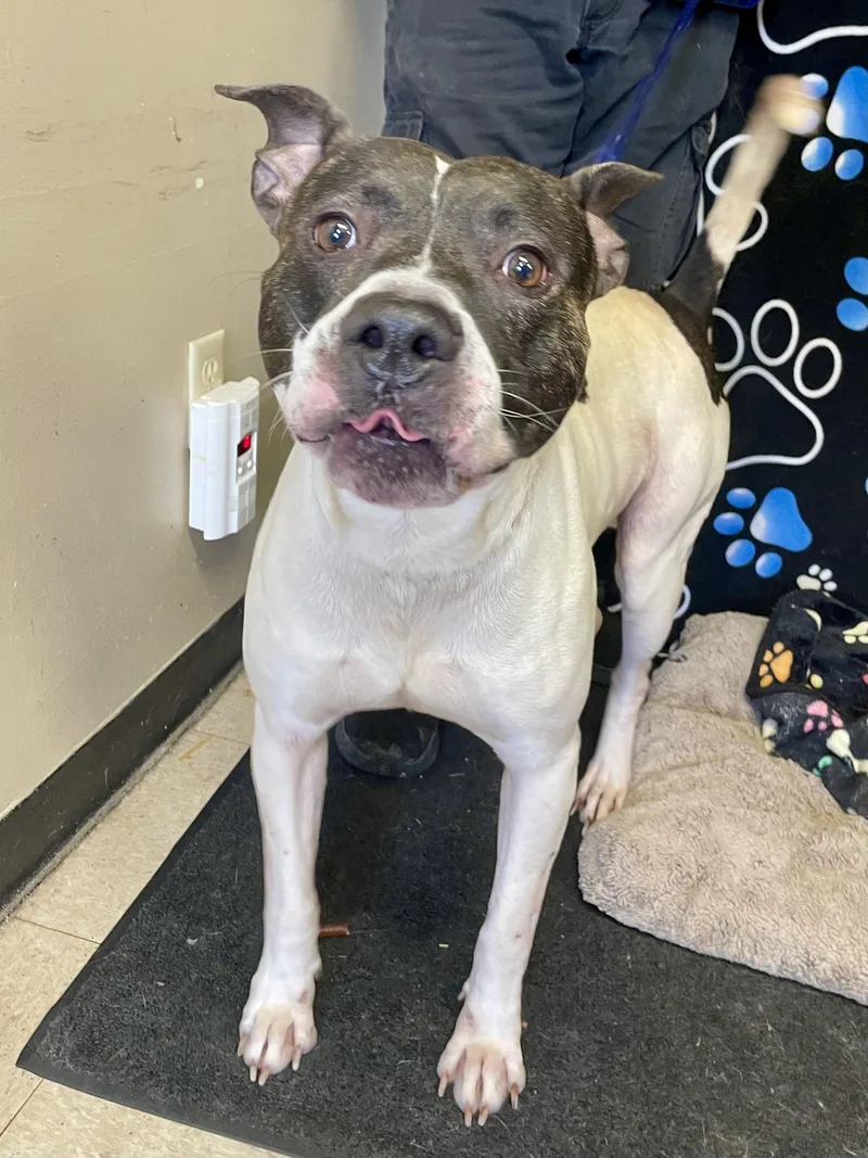 An adult large-sized male White / Cream Pit Bull Terrier dog named Arnie for adoption in Washington Court House, OH