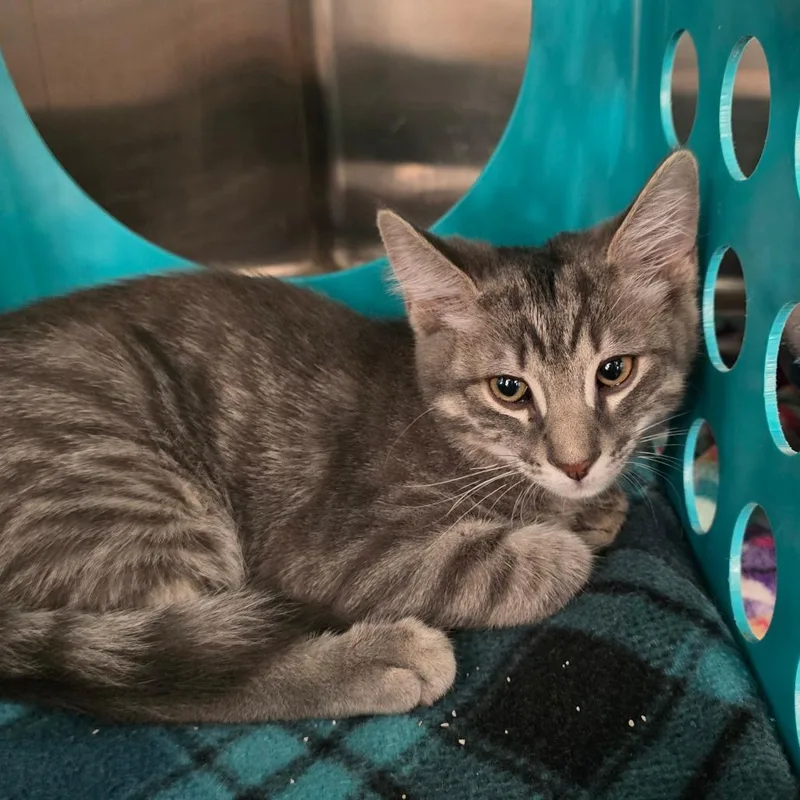 A baby small-sized male Gray / Blue / Silver Domestic Short Hair cat named Picatta for adoption in Williston, FL