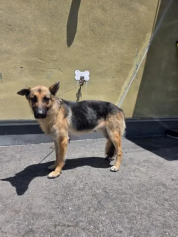 An adult large-sized male German Shepherd Dog dog named Ranger for adoption in Los Angeles, CA
