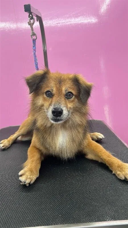 An adult medium-sized male Mixed Breed dog named Rusty for adoption in Miami, FL