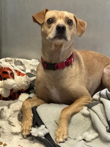 A young medium-sized male Labrador Retriever dog named Semlor for adoption in San Diego, CA