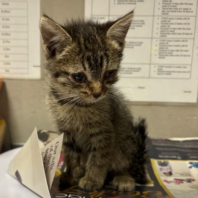 A baby small-sized female Brown / Chocolate Domestic Short Hair cat named Rose for adoption in Yuma, AZ