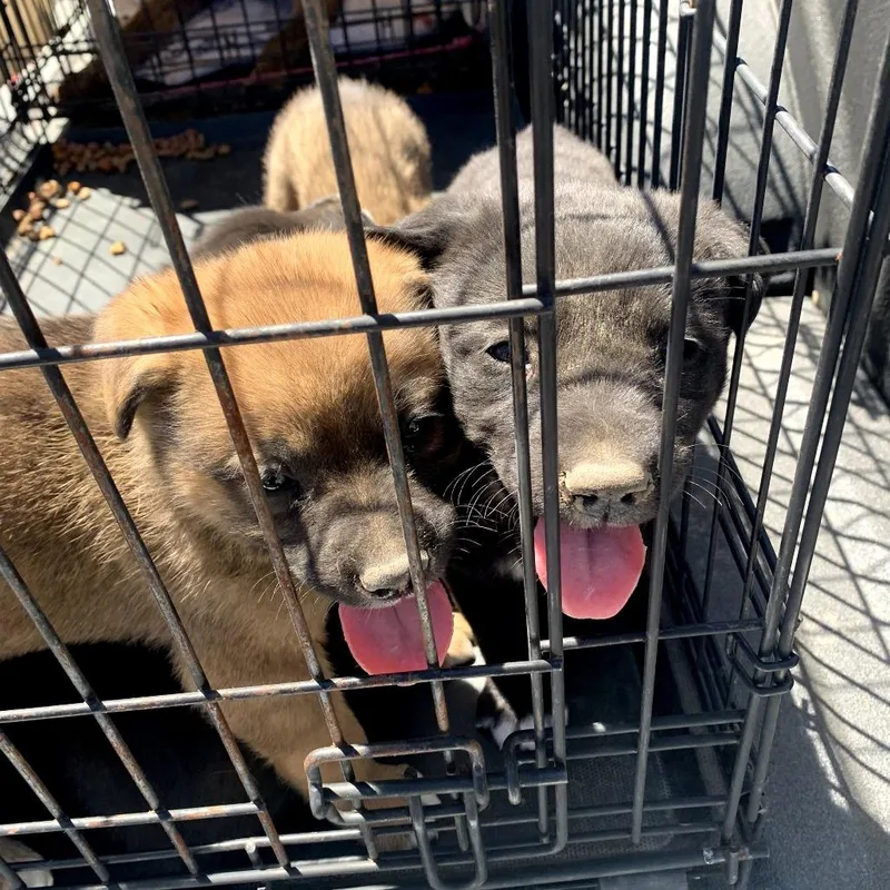 A baby large-sized male Apricot / Beige Akita dog named Sunset for adoption in Tacoma, WA
