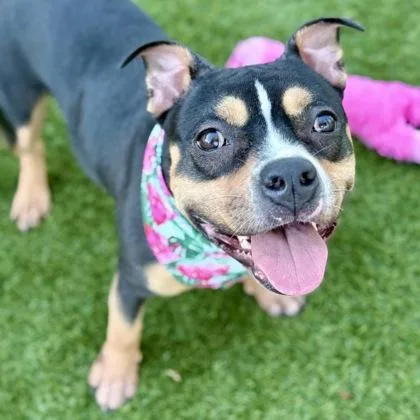 An adult medium-sized female Mixed Breed dog named Nyla for adoption in Largo, FL