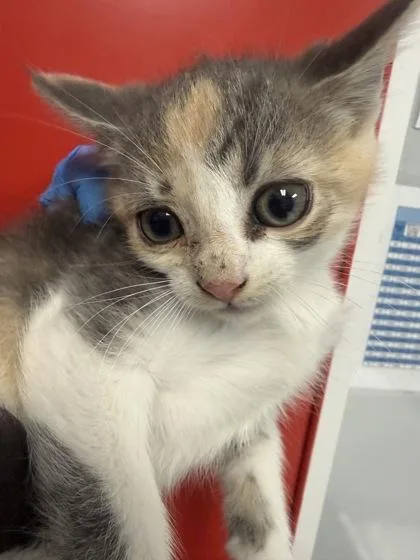 A young small-sized female Domestic Short Hair cat named B Hope for adoption in North Charleston, SC