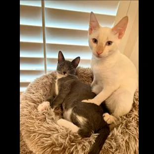 A baby small-sized male White Domestic Short Hair cat named Scout for adoption in Houston, TX