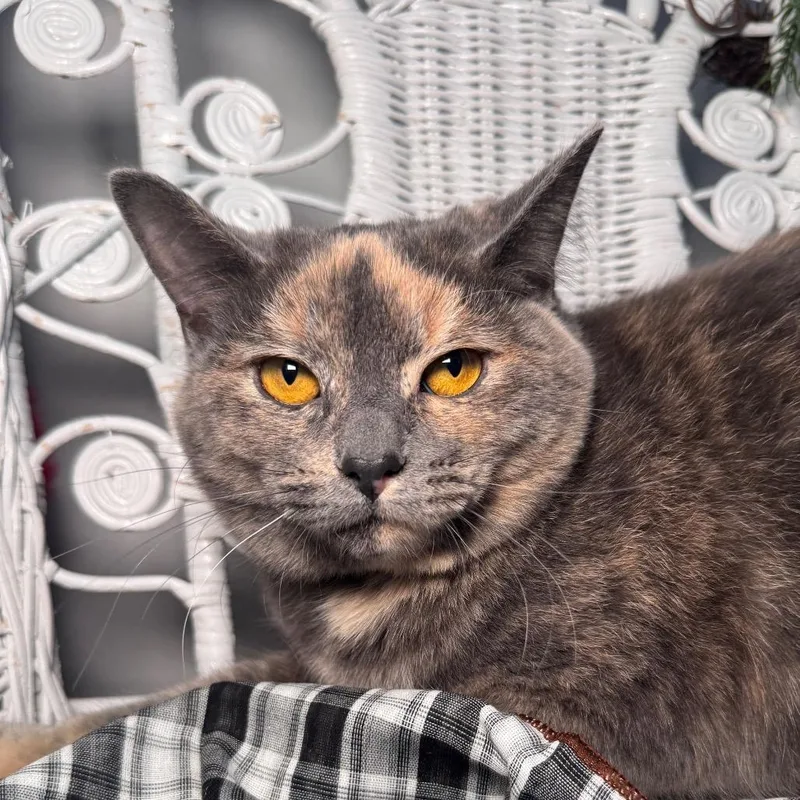 Heidi Hi Noon thumbnail 2