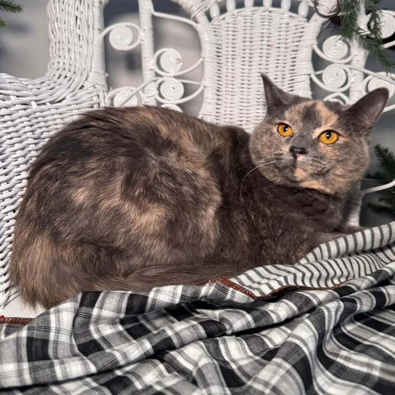 Heidi Hi Noon thumbnail 3