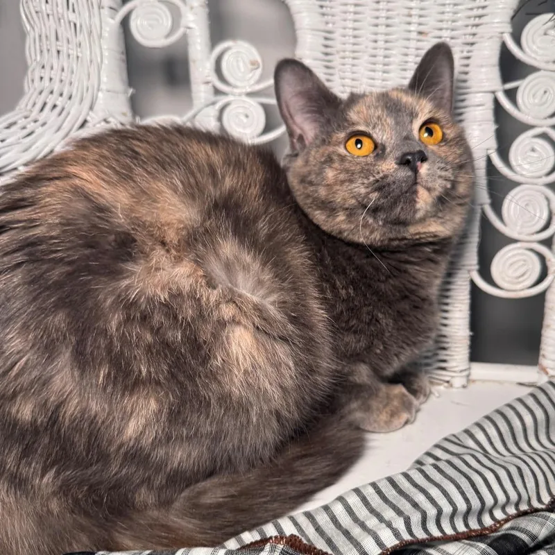 Heidi Hi Noon thumbnail 4