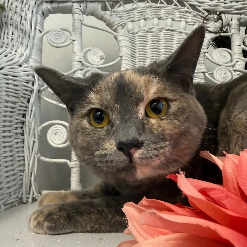 Heidi Hi Noon thumbnail 5