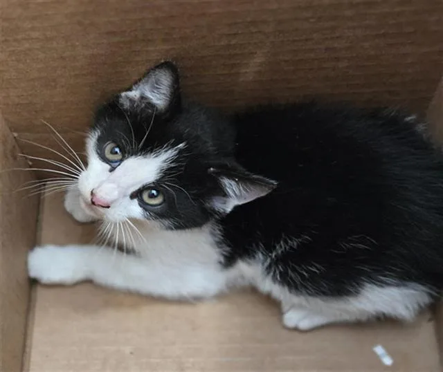 A baby medium-sized male Domestic Short Hair cat named Cornelius for adoption in Dallas, TX