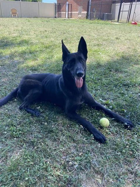 An adult large-sized female German Shepherd Dog dog named Vulcan for adoption in Haw River, NC