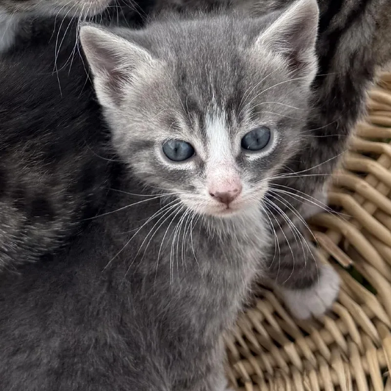 A baby small-sized male Gray / Blue / Silver Domestic Short Hair cat named Beau for adoption in Chesapeake, VA