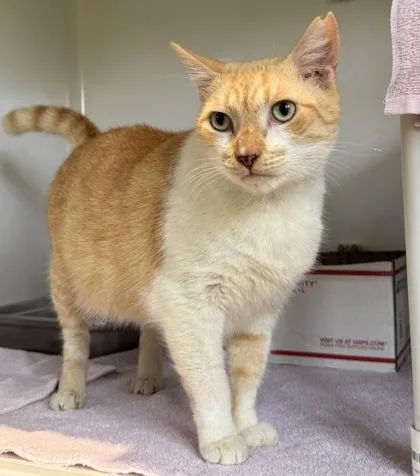 Slush Muffin thumbnail 3