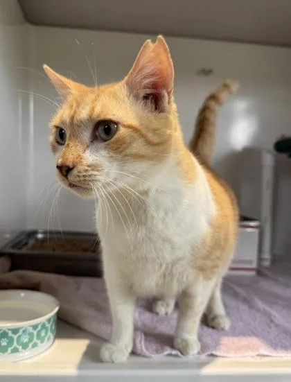 Slush Muffin thumbnail 4