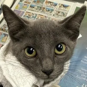 A baby small-sized female Gray / Blue / Silver Domestic Short Hair cat named Mediterranean Sea for adoption in Jacksonville, FL