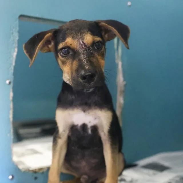 A baby small-sized male Terrier dog named Bud for adoption in San Antonio, TX