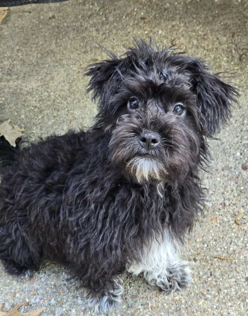 Wenona Brt thumbnail 2