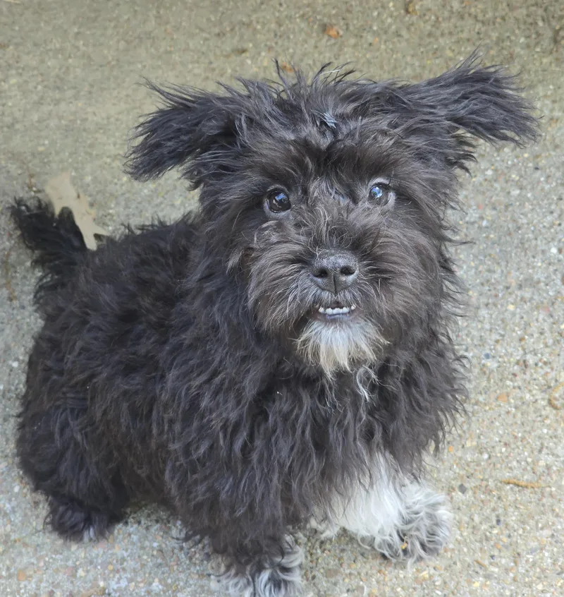 Wenona Brt thumbnail 3