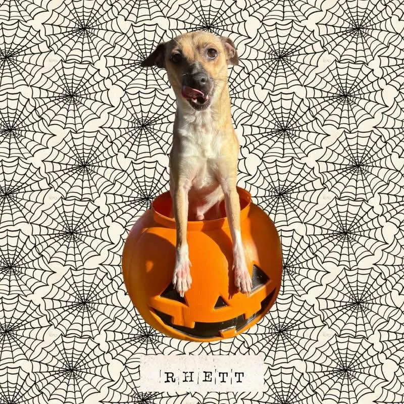 Rhett thumbnail 2