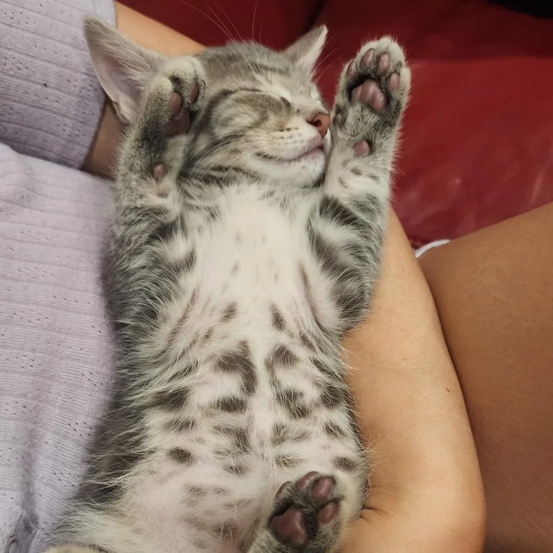 A baby small-sized male Domestic Short Hair cat named Nick for adoption in Cumming, GA