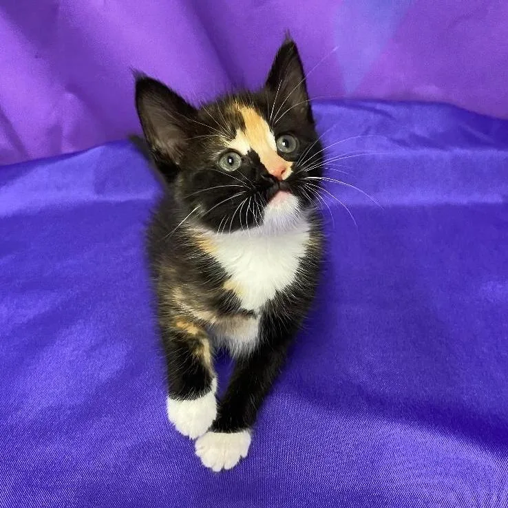 A baby small-sized female Calico Domestic Medium Hair cat named Beatrice for adoption in North Myrtle Beach, SC