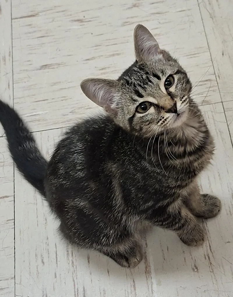 A baby medium-sized male Gray / Blue / Silver Domestic Short Hair cat named Jym Forest for adoption in Wallingford, CT