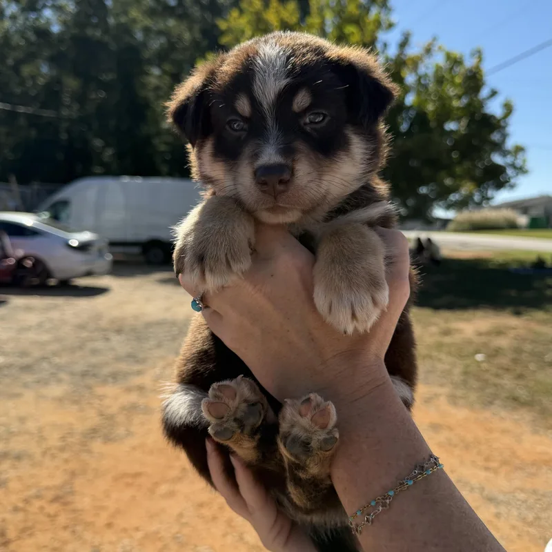 A baby medium-sized male Brown / Chocolate German Shepherd Dog dog named Gremlin for adoption in Columbia, SC