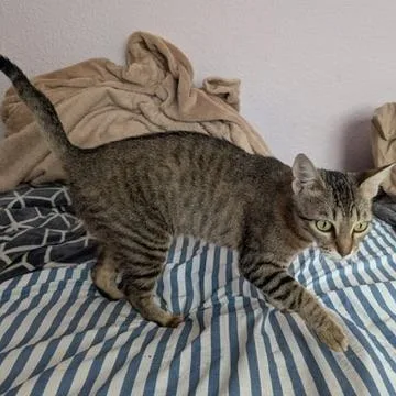 An adult medium-sized female Tabby (Gray / Blue / Silver) Domestic Short Hair cat named Milkshake for adoption in Brentwood, CA