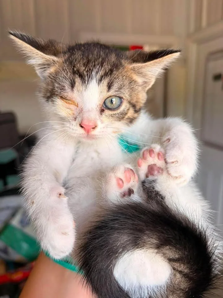 A baby small-sized female Domestic Short Hair cat named Oatmeal for adoption in Greensburg, IN