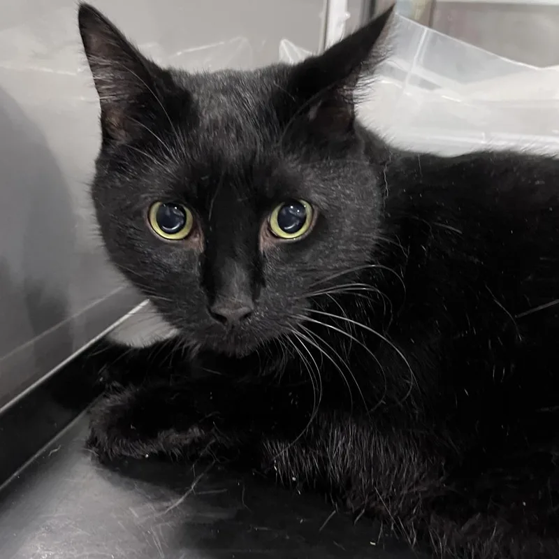 An adult extra large-sized male Black Domestic Short Hair cat named Raz for adoption in Washburn, MO