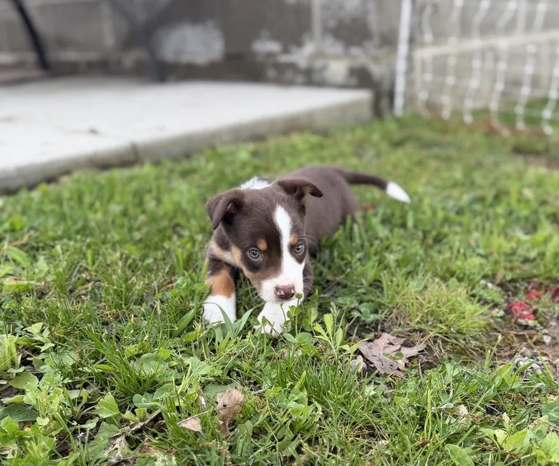 A baby medium-sized male Tricolor (Brown, Black, & White) Terrier dog named Lenny for adoption in Irwin, PA