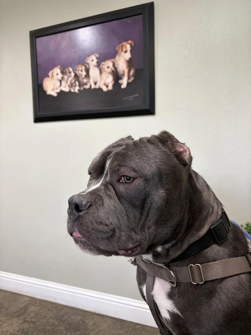 A young medium-sized male American Staffordshire Terrier dog named Chonk for adoption in San Jose, CA
