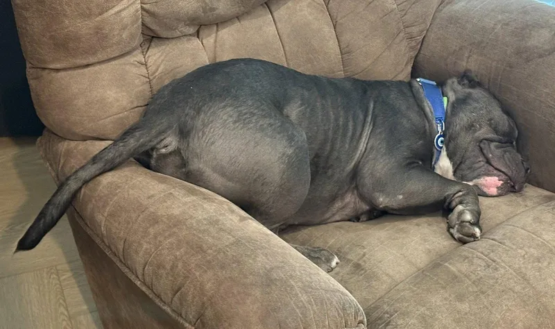 Chonk thumbnail 2