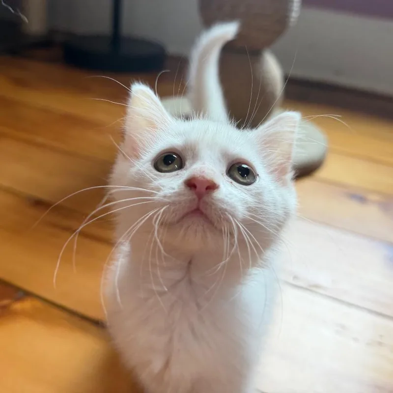 A baby small-sized female White Domestic Short Hair cat named Freddi Benson for adoption in Granville, OH
