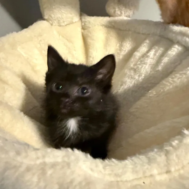 A baby small-sized female Black Domestic Short Hair cat named Pudding for adoption in Pasadena , MD