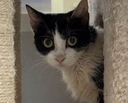 An adult small-sized female Domestic Short Hair cat named Peaches for adoption in West Seneca, NY