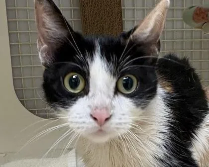Peaches thumbnail 3