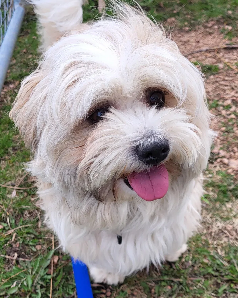 A young small-sized male White / Cream Lhasa Apso dog named Kazooie for adoption in Grayslake, IL