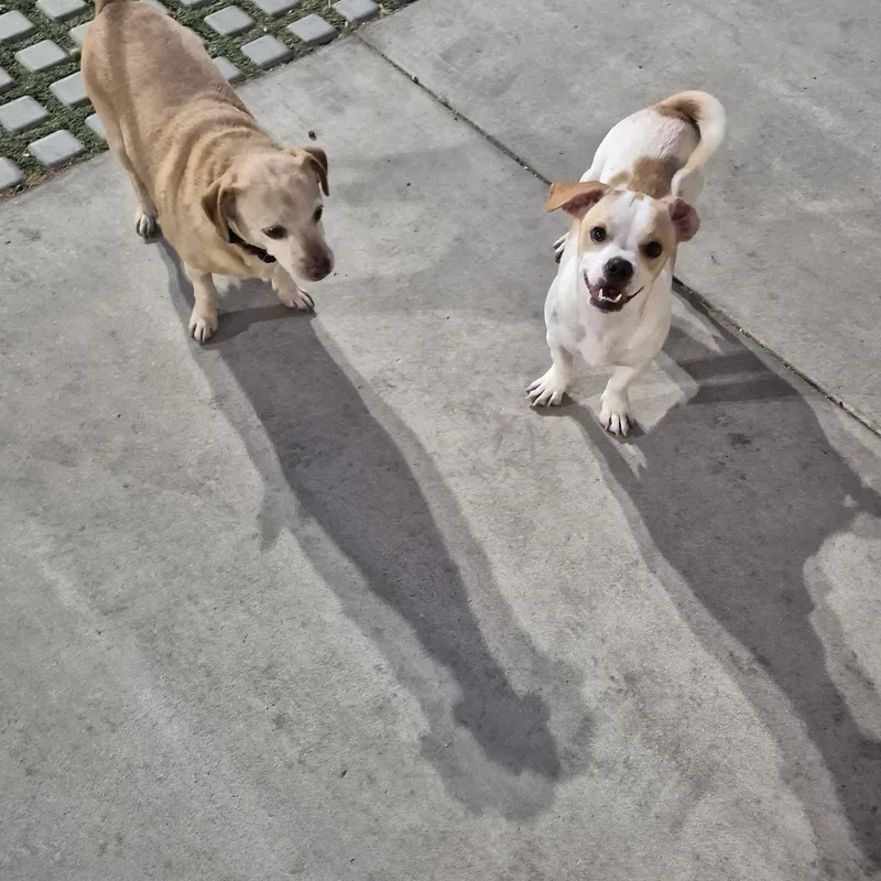 A young small-sized male White / Cream Puggle dog named Roly Poly for adoption in Manhattan Beach, CA