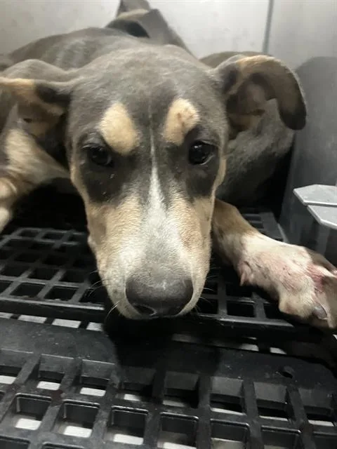 A baby large-sized male Mixed Breed dog named Abel for adoption in Dallas, TX