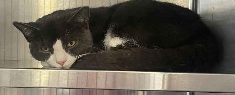 A young large-sized male Gray & White Domestic Short Hair cat named Riley for adoption in Southbury, CT