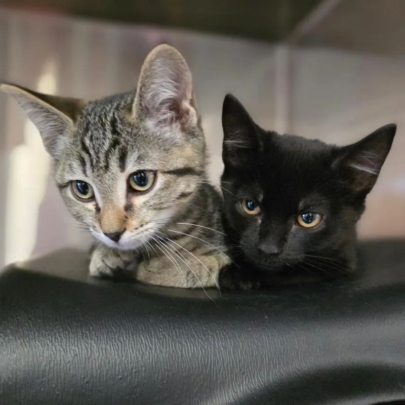 A baby small-sized female Brown / Chocolate Domestic Short Hair cat named Sussex for adoption in Spokane, WA