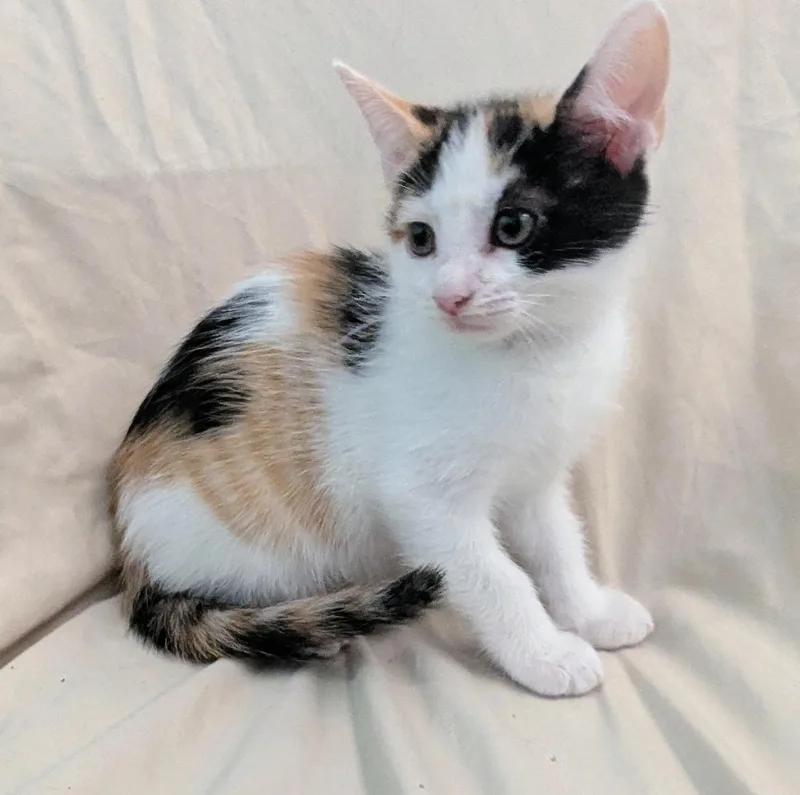 A baby medium-sized female Calico Domestic Short Hair cat named Callie for adoption in Greensboro, NC