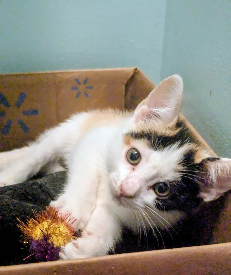 Callie thumbnail 3