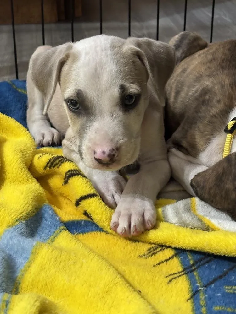 A baby small-sized male Mixed Breed dog named Jameson for adoption in Lakeland, FL